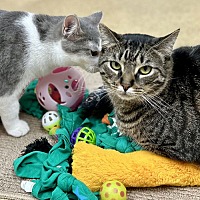 adopt a pet
