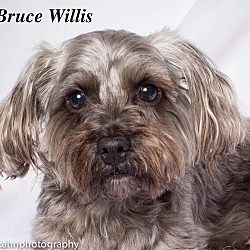 Thumbnail photo of Bruce Willis #3
