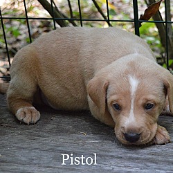 Thumbnail photo of Pistol #3
