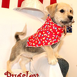 Thumbnail photo of Pugsley~adopted! #1