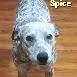 Thumbnail photo of Spice #3