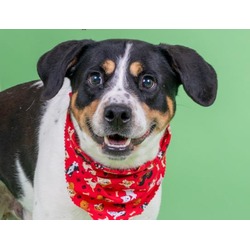 Photo of SWISHER