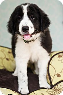 maremma cross border collie