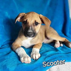 Photo of Scooter