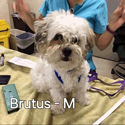 Thumbnail photo of Brutus - Adoption Pending #3