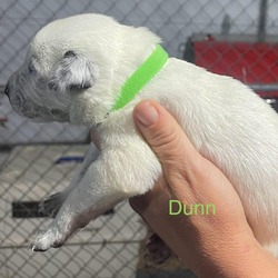 Thumbnail photo of Dunn #3