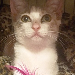 Thumbnail photo of Dilute Calico Kitten #1