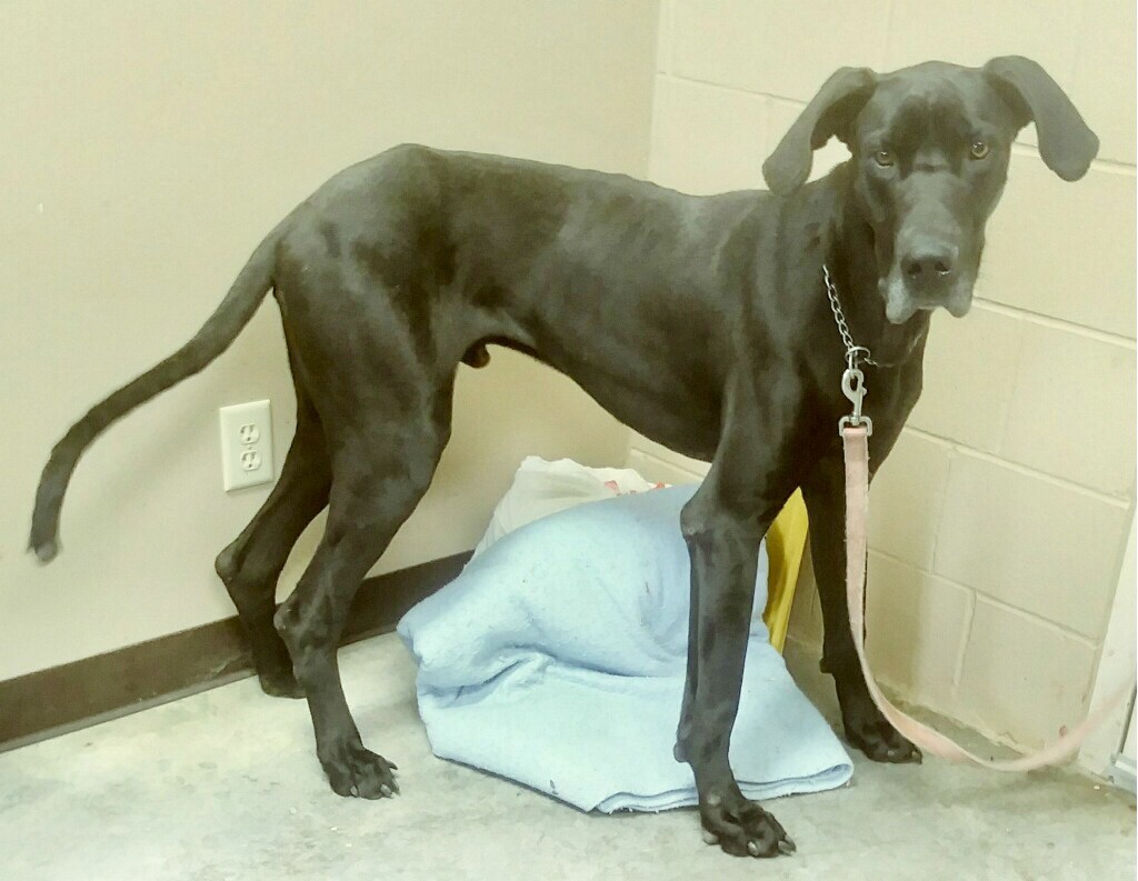 Yorkville Il Great Dane Meet Mr Big A Pet For Adoption