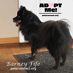 Thumbnail photo of Barney Fife #1