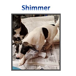 Photo of SHIMMER