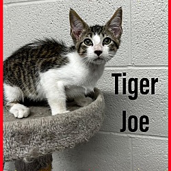 Photo of Tiger Joe