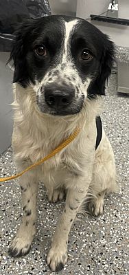 Pomona, CA - English Springer Spaniel. Meet 45445 a Pet for Adoption ...