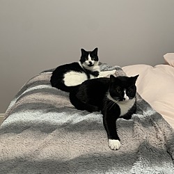 Photo of Oreo and mittens