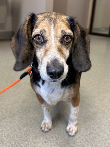 Columbus, OH - Beagle. Meet Stella a Pet for Adoption - AdoptaPet.com