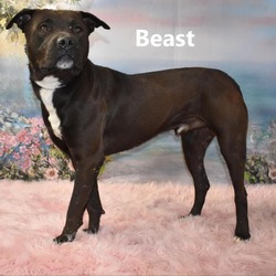 Thumbnail photo of Beast #1