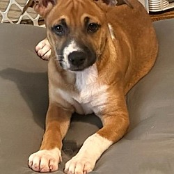 Photo of Cinnamon (Foster in PA)