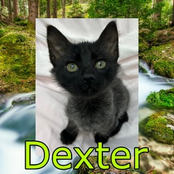 Photo of Dexter