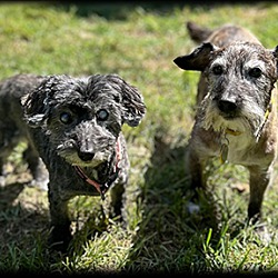 bonded pet photo