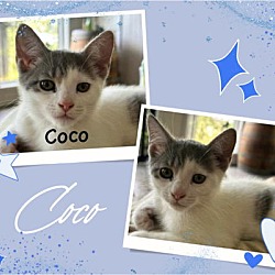 Thumbnail photo of Coco #2