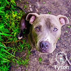 Thumbnail photo of Tyson #3