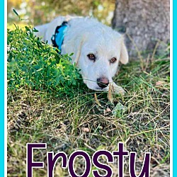 Thumbnail photo of Frosty #1