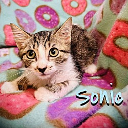 Thumbnail photo of Sonic #1