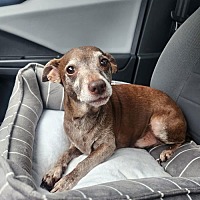 adopt a pet