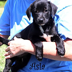 Thumbnail photo of Asia ~ adopted! #2