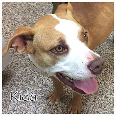 staffordshire bull terrier breeders nc