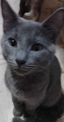 Upper Saddle River, NJ - Russian Blue. Meet Joel a Pet for Adoption