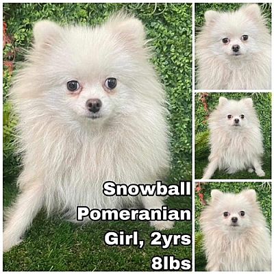 Seattle, WA - Pomeranian. Meet Snowball from Korea a Pet for Adoption ...