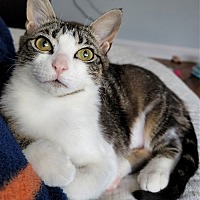 adopt a pet