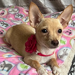 Thumbnail photo of Paulina-Little Chi pup #1