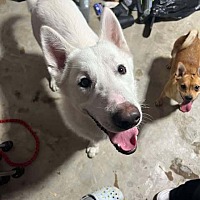 adopt a pet