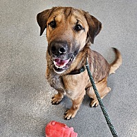 adopt a pet
