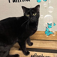 adopt a pet