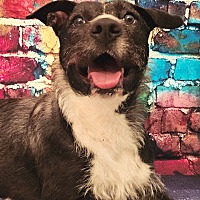 adopt a pet