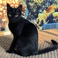 adopt-pet