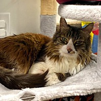 adopt-pet