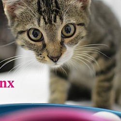 Thumbnail photo of Lynx #2