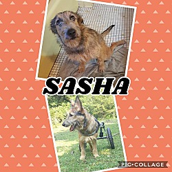 Thumbnail photo of Sasha #3