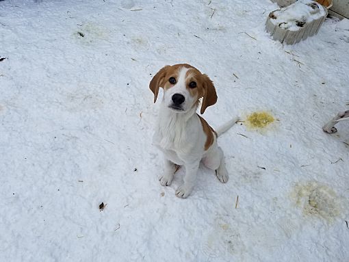 Davisburg, MI - Great Pyrenees/Treeing Walker Coonhound. Meet Sam a Pet ...