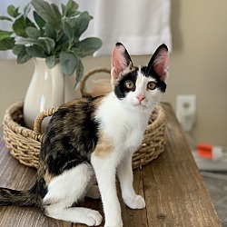 Photo of Patches 