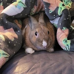 Thumbnail photo of Lila #2