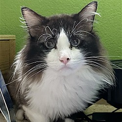 Photo of Cuddles