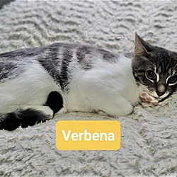 Photo of VERBENA