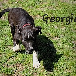 Photo of Georgie
