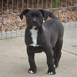 Thumbnail photo of Valo (Firefly Pup) - Adopted! #3