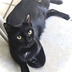 Photo of Midnight