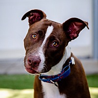 adopt a pet